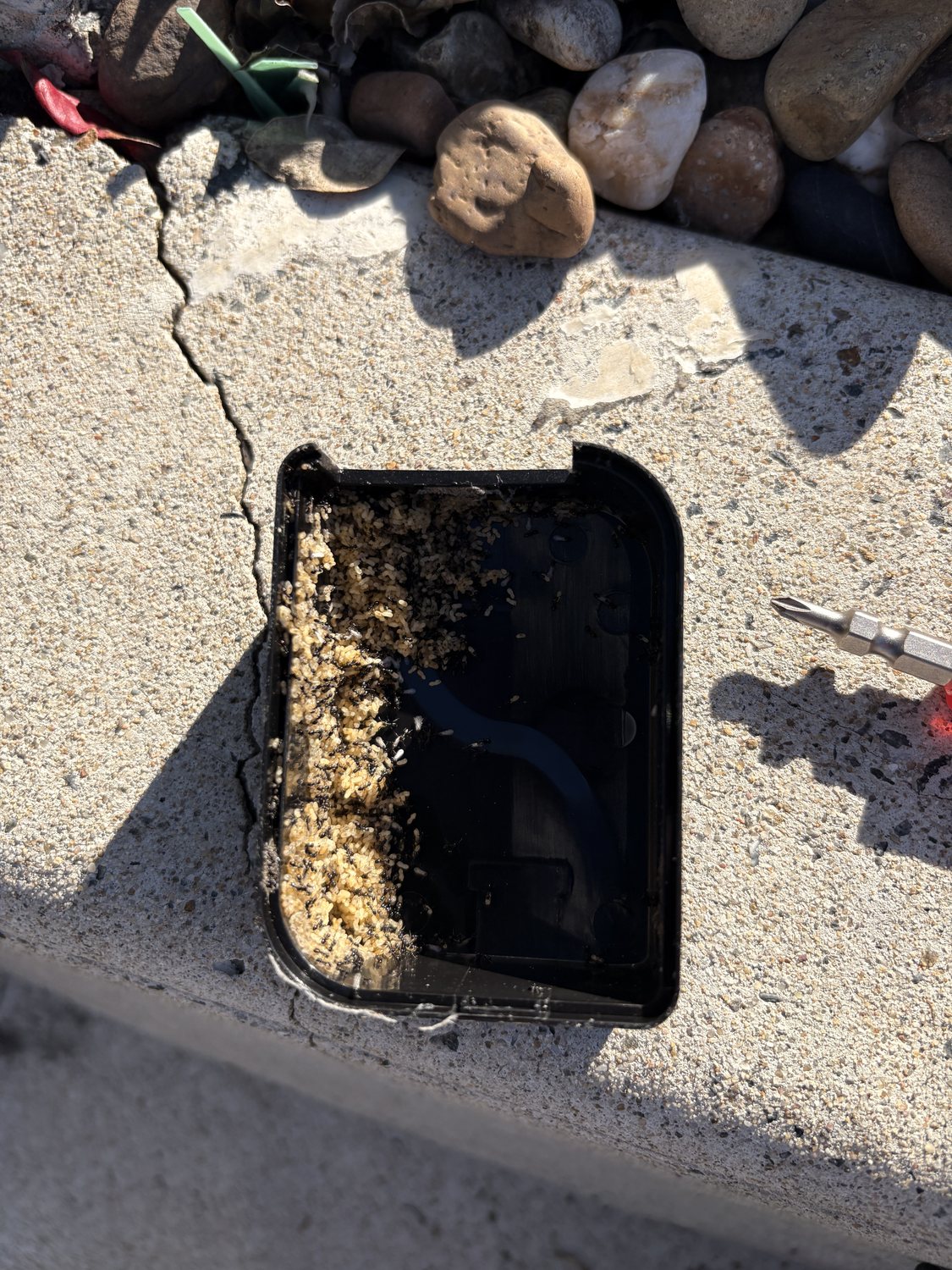 Ant colony contamination found inside an automatic gate motor enclosure